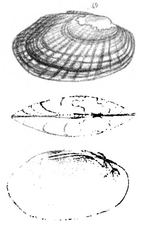 specimen image from publication