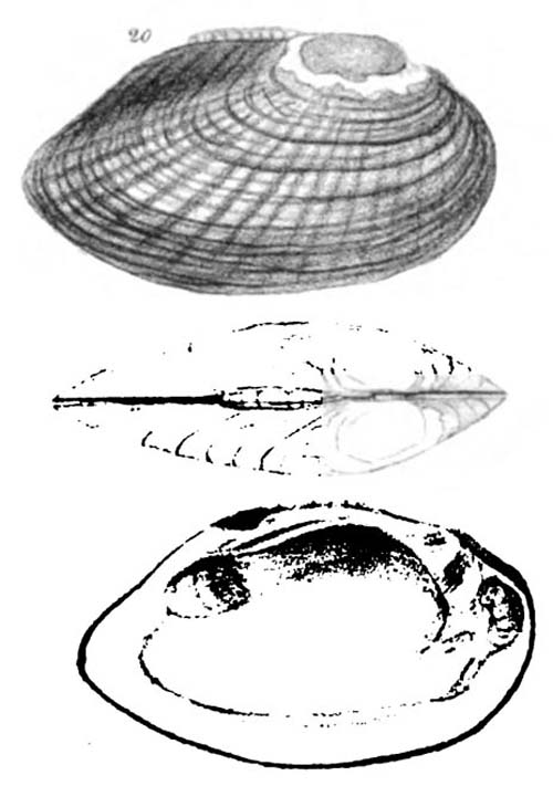 specimen image from publication