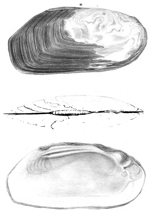 specimen image from publication