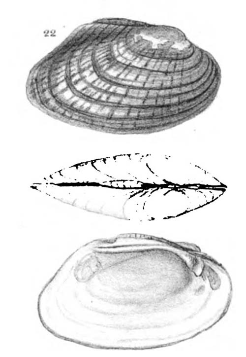 specimen image from publication