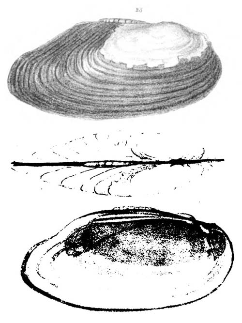 specimen image from publication