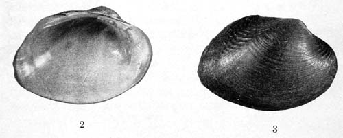 specimen image from publication