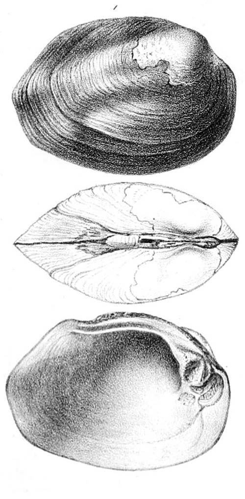 specimen image from publication