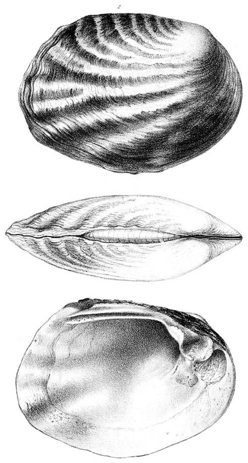specimen image from publication