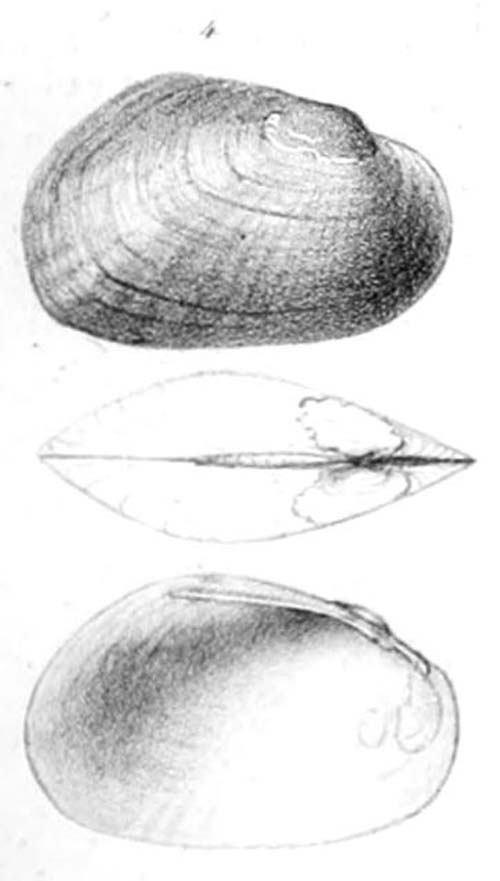 specimen image from publication
