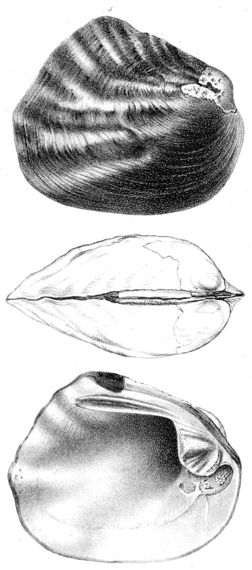 specimen image from publication