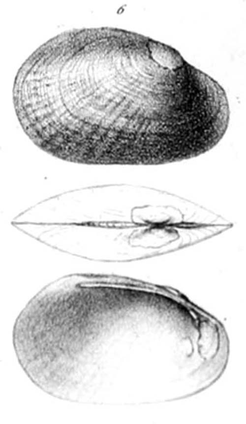 specimen image from publication