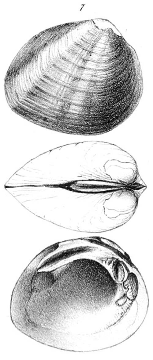 specimen image from publication