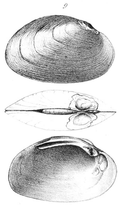 specimen image from publication