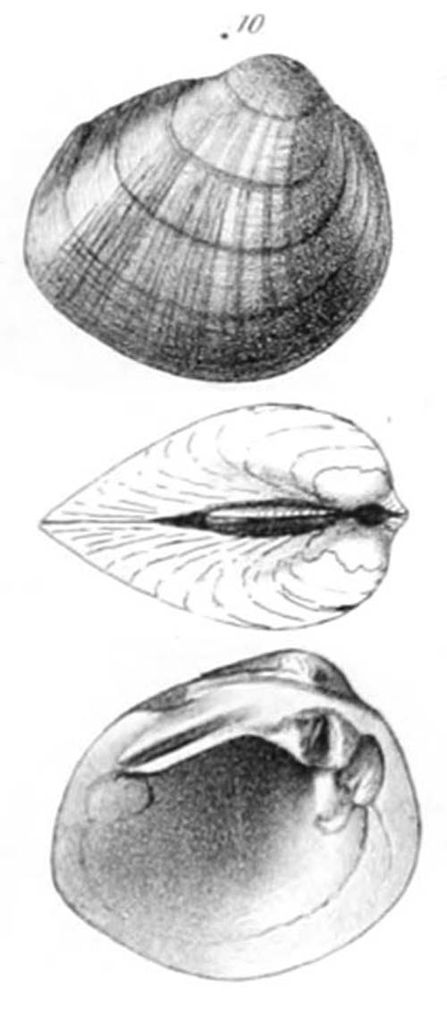 specimen image from publication