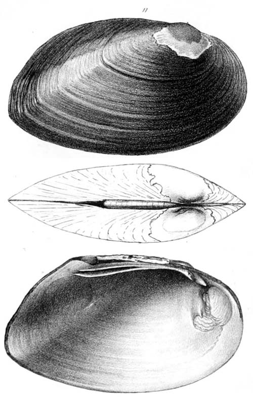 specimen image from publication