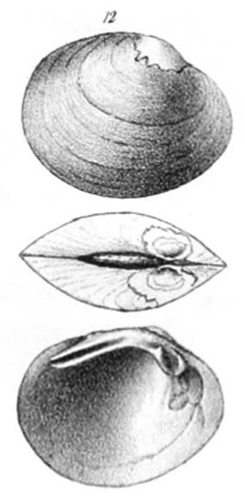 specimen image from publication