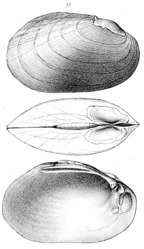 specimen image from publication