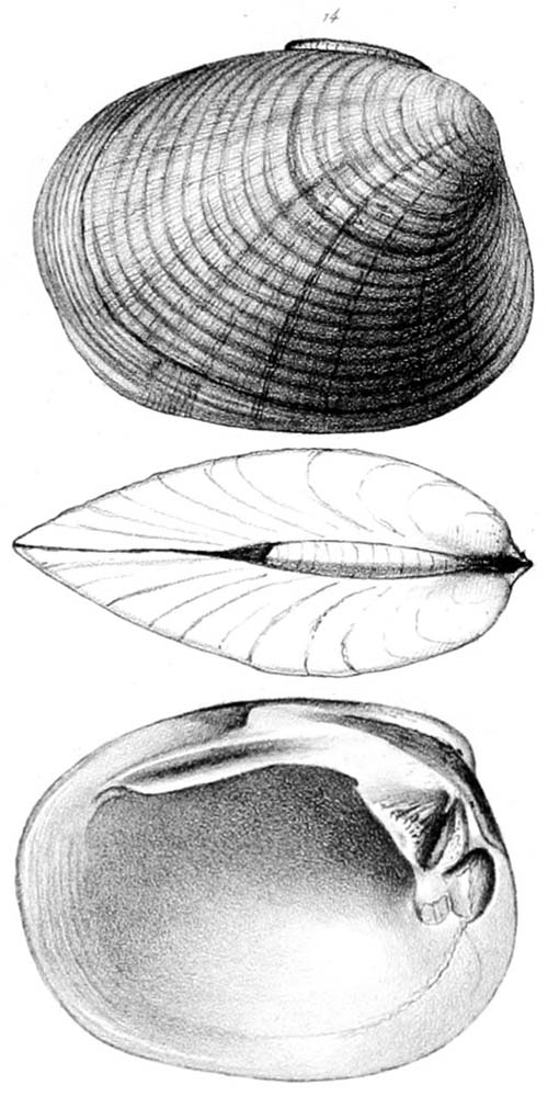 specimen image from publication