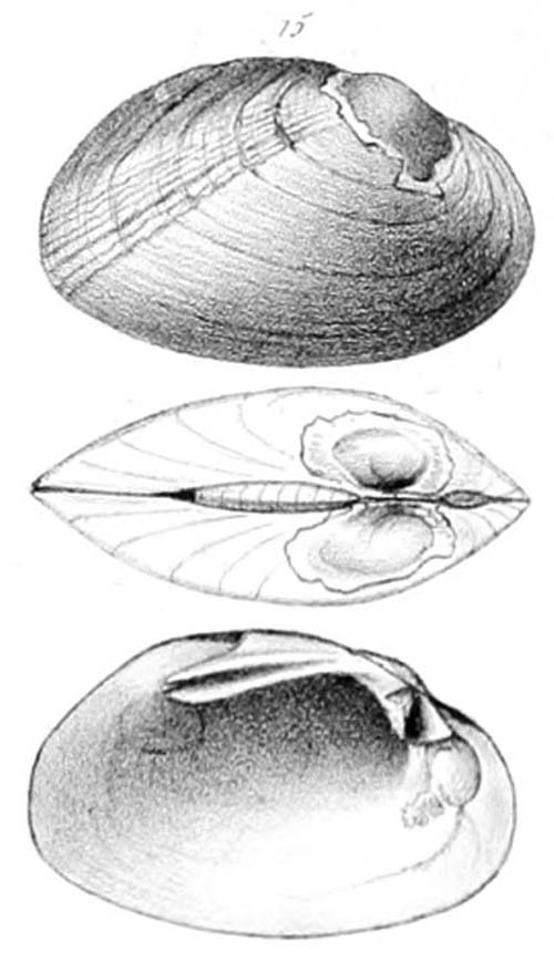 specimen image from publication