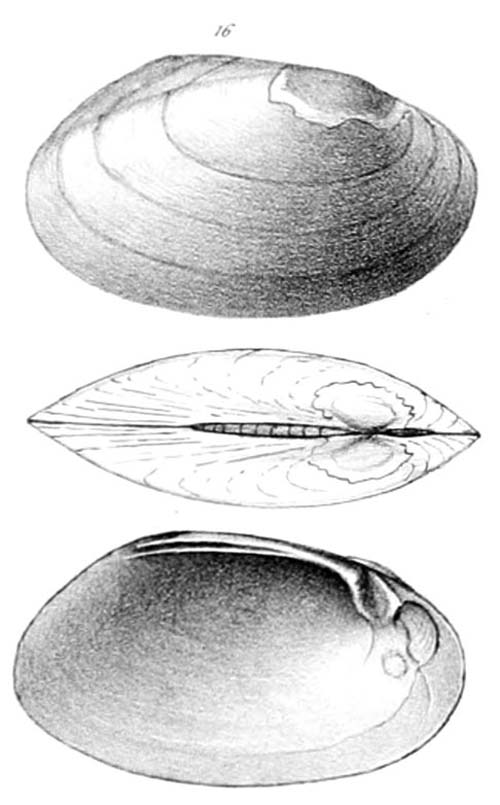 specimen image from publication