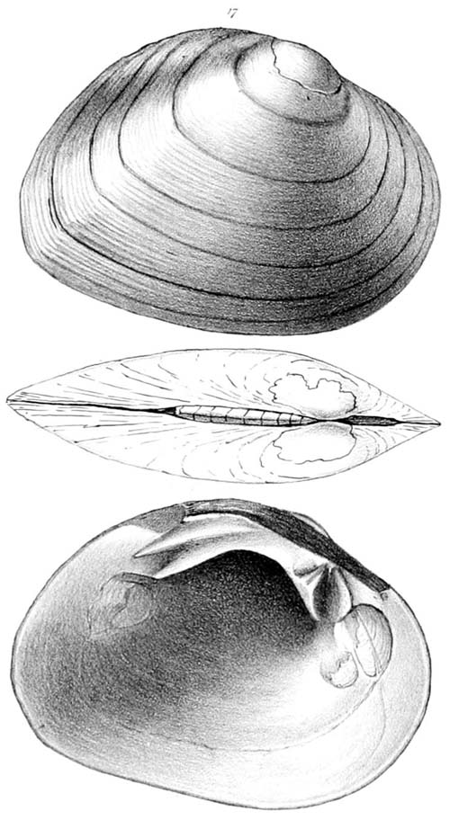 specimen image from publication