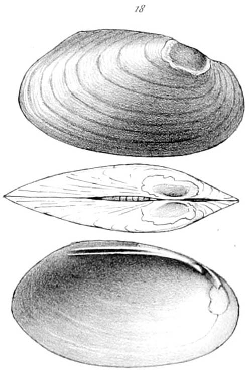 specimen image from publication