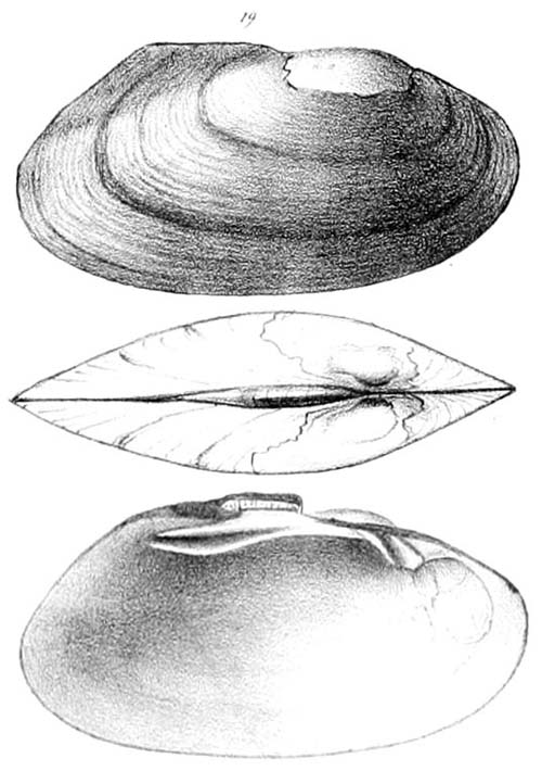 specimen image from publication