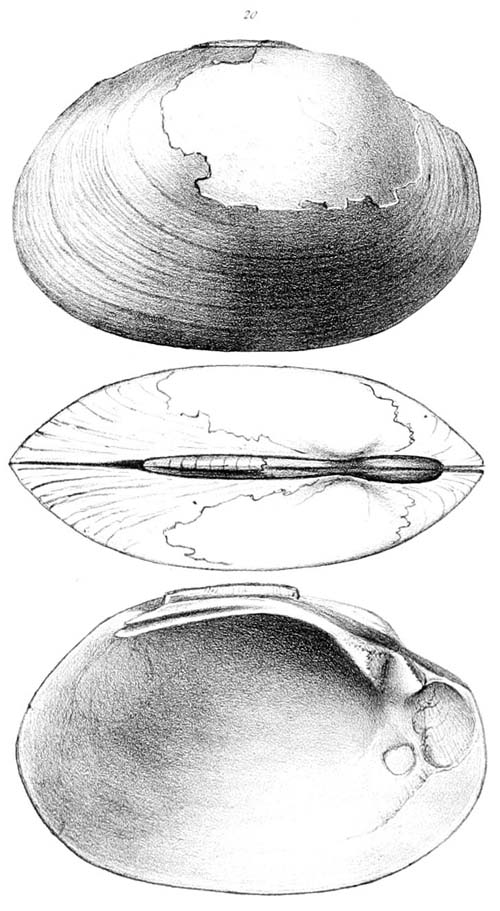 specimen image from publication