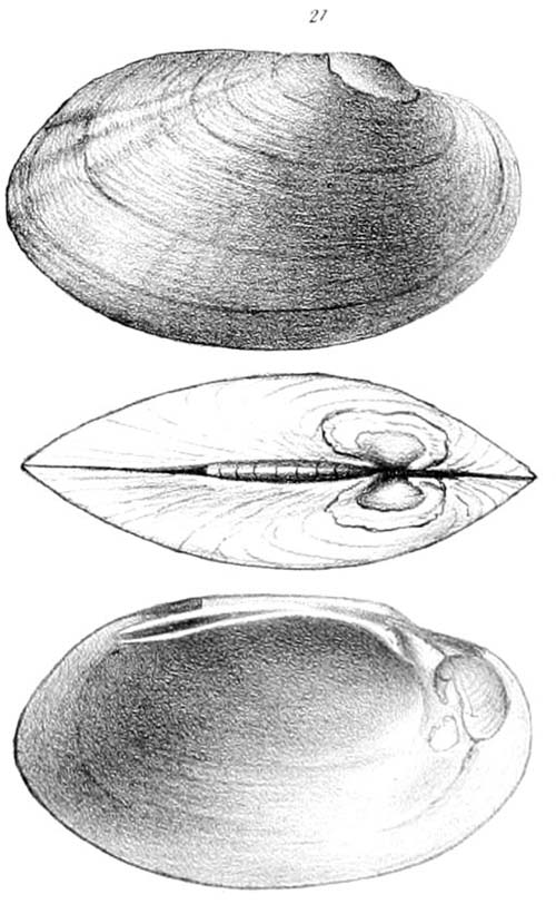 specimen image from publication
