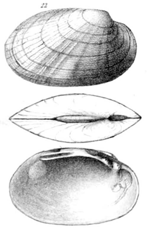 specimen image from publication