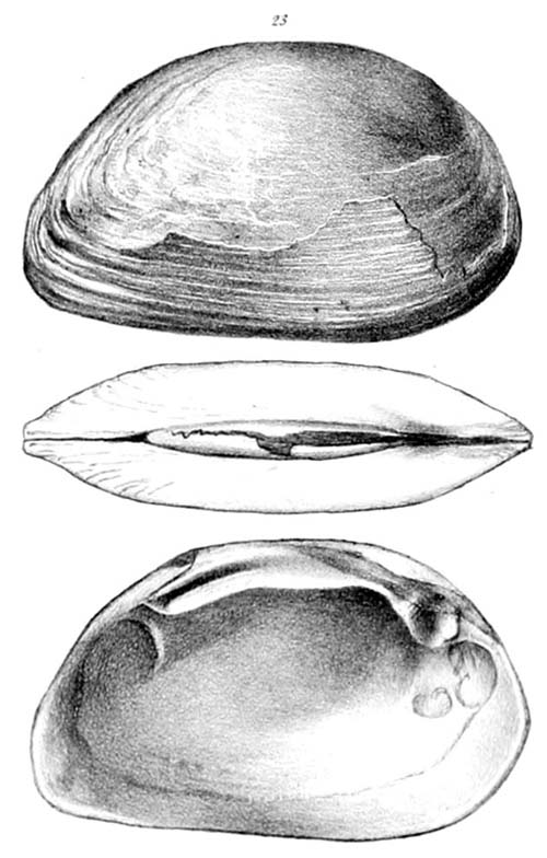 specimen image from publication