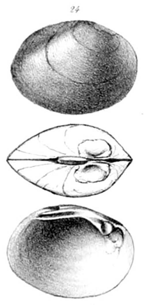 specimen image from publication