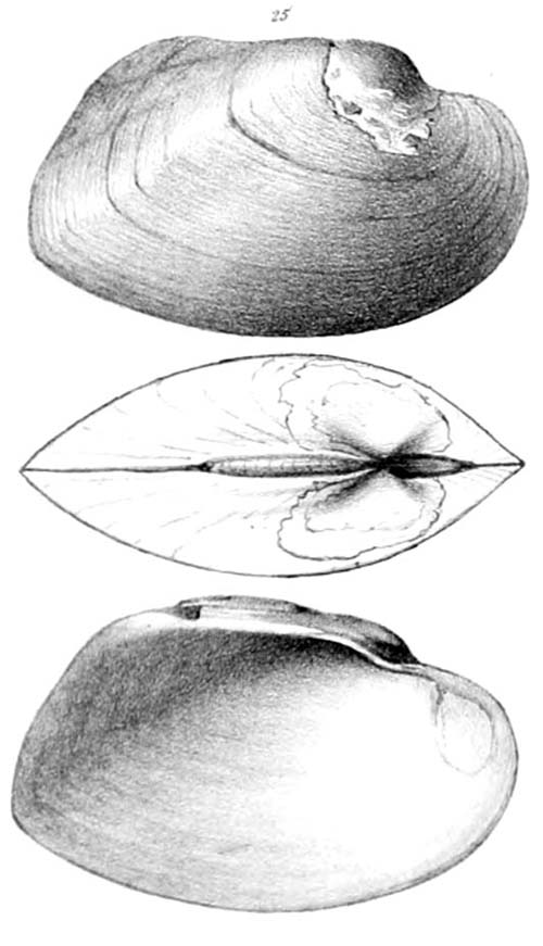 specimen image from publication