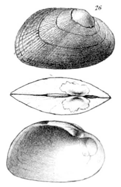 specimen image from publication