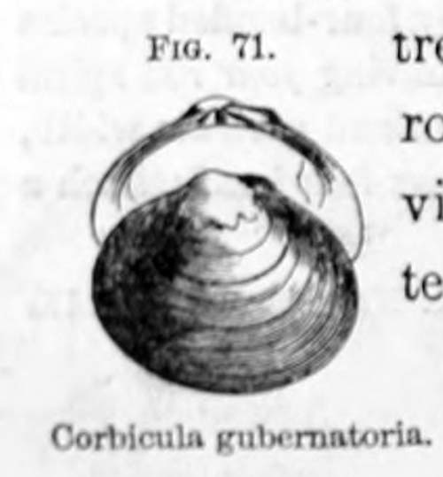 specimen image from publication