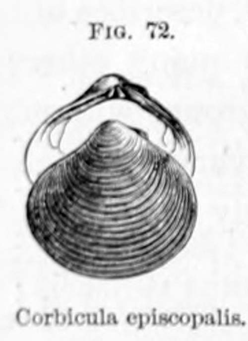 specimen image from publication