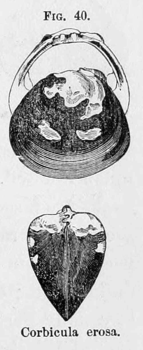 specimen image from publication