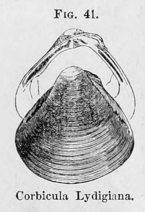 specimen image from publication