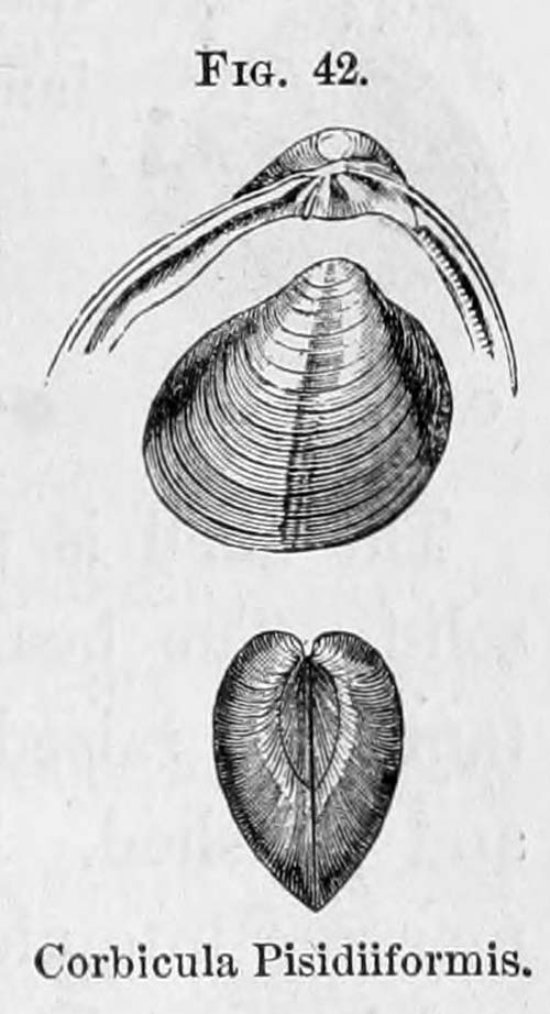 specimen image from publication
