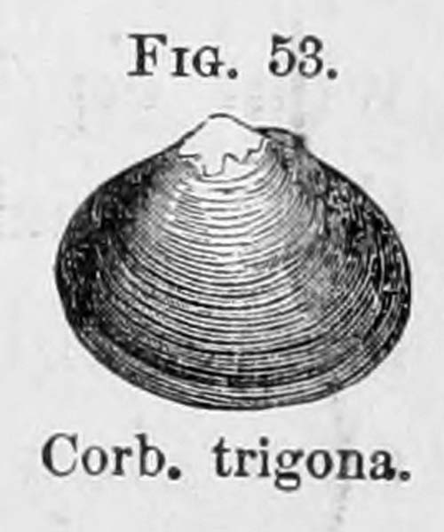 specimen image from publication