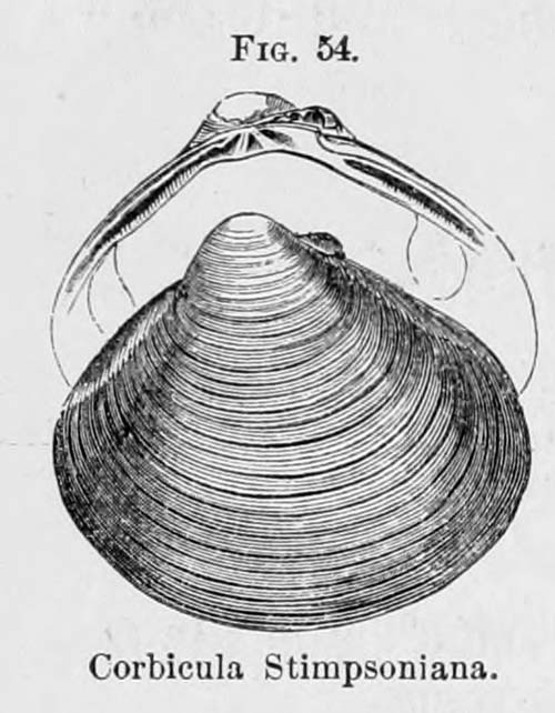 specimen image from publication