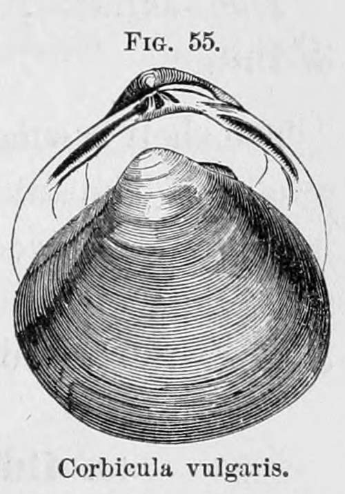 specimen image from publication