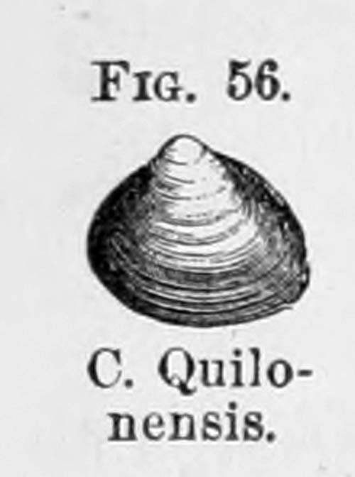 specimen image from publication
