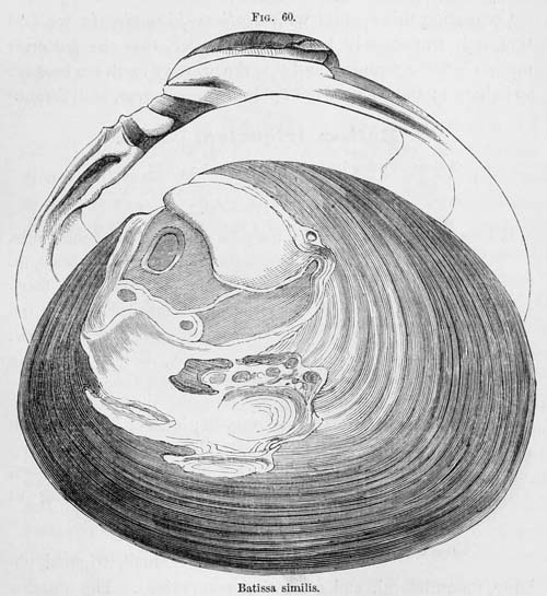 specimen image from publication