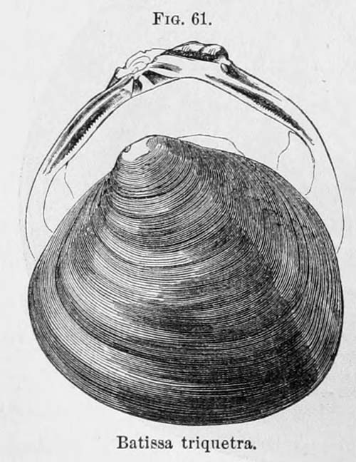 specimen image from publication