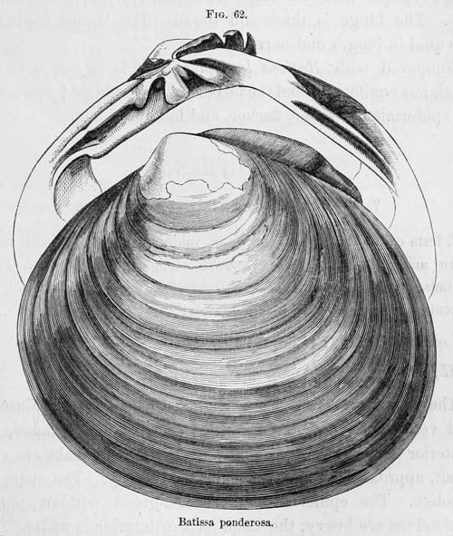 specimen image from publication