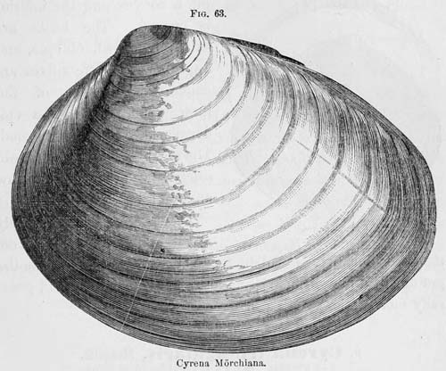 specimen image from publication