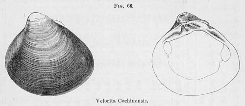 specimen image from publication
