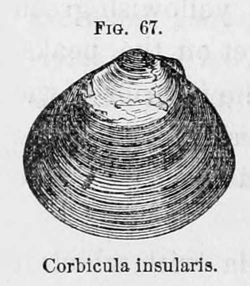 specimen image from publication