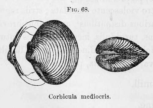 specimen image from publication