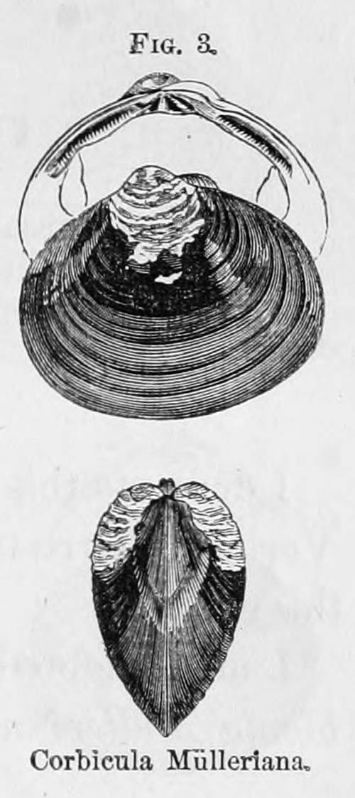 specimen image from publication
