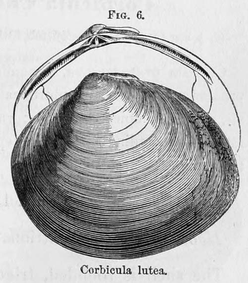 specimen image from publication