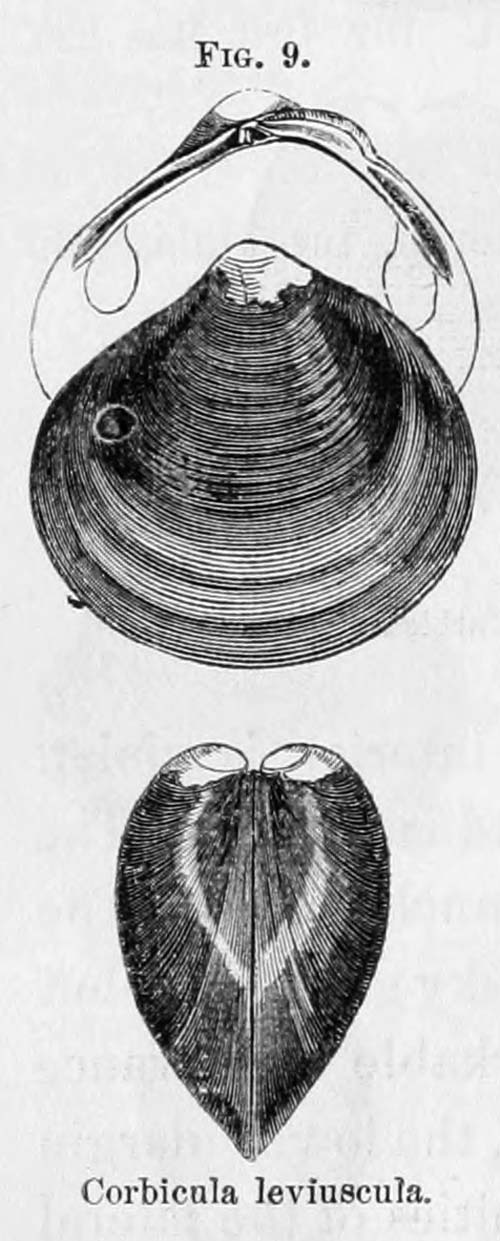 specimen image from publication