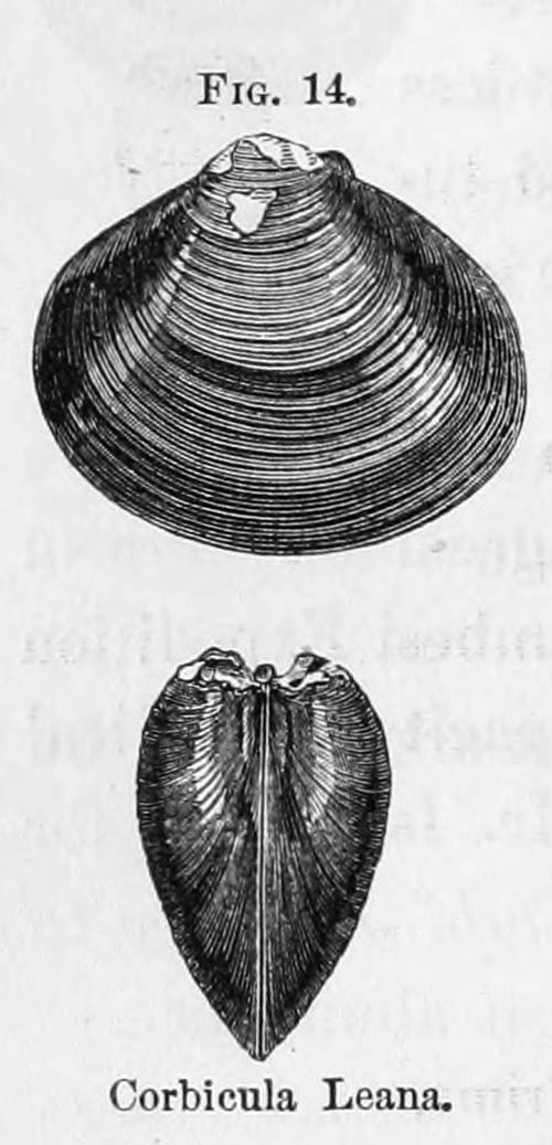 specimen image from publication
